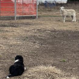 Border Collies from South Wind Stockdogs