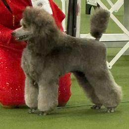 Sirena - Silver female Poodle puppy in Jonesborough, Tennessee from Erisse Poodles