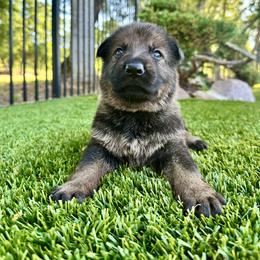 Jet - Black and tan male German Shepherd puppy in Sonora, California from Elite Haus K9