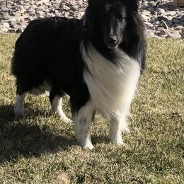 Scooter - Shetland Sheepdog