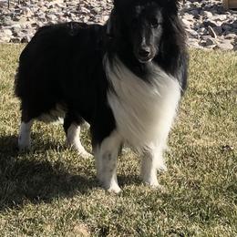 Scooter - Shetland Sheepdog