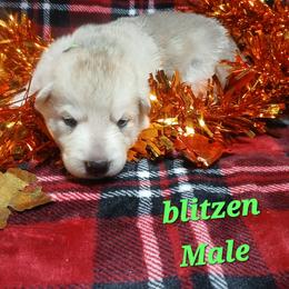 Blitzen (Green)  Gunnar Hagar Klein - Sable male German Shepherd puppy in Bedias, Texas from TiPi S Ranch's German Shepherds