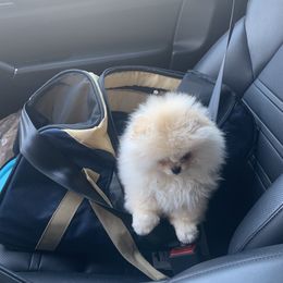 Pomeranian Puppies from Halo Poms
