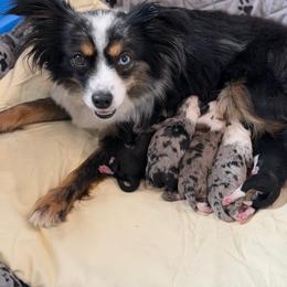 Aussiedoodle puppies from River Hill Ranch