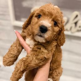 Beau - Red  male Goldendoodle puppy in Bradenton, Florida from Christianna’s Mini Goldendoodles