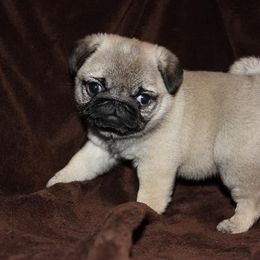 Havanese and Pug Puppies from Casa Blanca Pugs & Mardi Gras Havanese