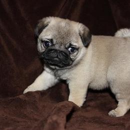 Havanese and Pug Puppies from Casa Blanca Pugs & Mardi Gras Havanese