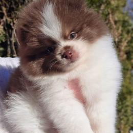 Chocolate tri boy - Chocolate male Pomeranian puppy in Brighton, Colorado from POMS OF CBBK