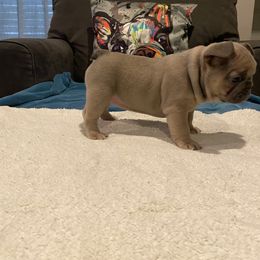 French Bulldog Puppies from Zoey's Dynasty French Bulldogs
