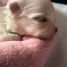 Millie - White female Maltese puppy in Coats, North Carolina from Angie's Puppies