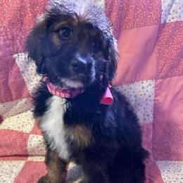 Pink - female Bernedoodle puppy in Delton, Michigan from Rocky Top Acres