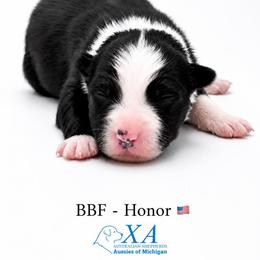 Girl 5 - female Australian Shepherd puppy in Gowen, Michigan from XA AUSTRALIAN SHEPHERDS