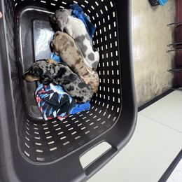 Dachshund Puppies from Jag Fam Dachshunds