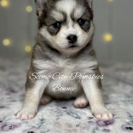 Bonnie - Silver and white female Pomsky puppy in Rossville, Georgia from Scenic City Pomskies