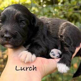 Lurch - Black and white male Aussiedoodle puppy in Mulino, Oregon from Korbella Farm