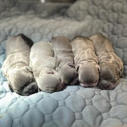 French Bulldog puppies from Twinkle Paws Frenchies and Yorkies