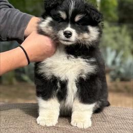 Red Girl - Black female Finnish Lapphund puppy in Redding, California from AlpenGlō Kennels