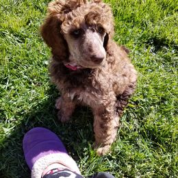 Poodle Puppies from Sapphire Poodles