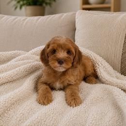 Chance - Red male Cavapoo puppy in Floyd, Virginia from Hearts and Paws Poodles and Doodles