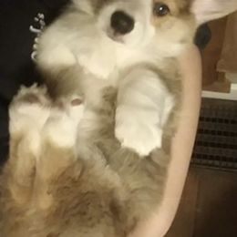 Pembroke Welsh Corgi Puppies from Coyote Creek Corgis