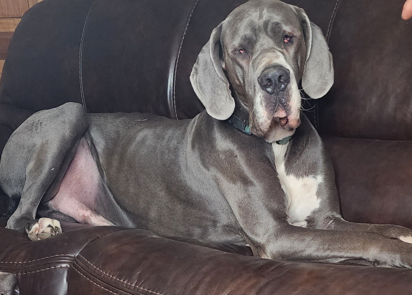 Whiskey - Great Dane