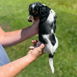 Zoe - Piebald female Dachshund puppy in Milroy, Pennsylvania from Not Your Average Weiner
