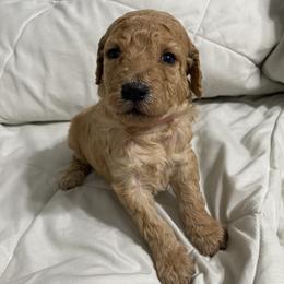 Autumn - Apricot female Goldendoodle puppy in Apple Valley, California from Daisy’s  Doodles11