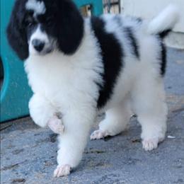 Dark Blue collar - Parti male Poodle puppy in Round Lake, Illinois from Heather's Poodles