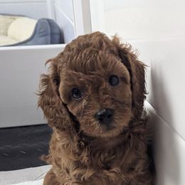 Emory - Red female Cavapoo puppy in Anaheim, California from West Coast Cavapoos