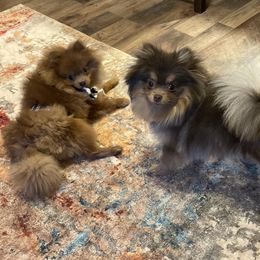 Chihuahua and Pomeranian Puppies from Hummingbird & Fox