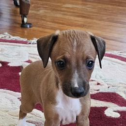 Boy 2 - Red male Italian Greyhound puppy in Phillips, Maine from Maplewood Italian Greyhounds