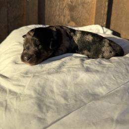 Valentine - Blue merle female Aussiedoodle puppy in Eastland, Texas from H5 Mini Doodles