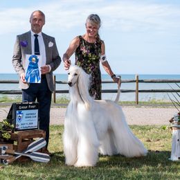 Afghan Hound puppies from Ahava Afghan Hounds