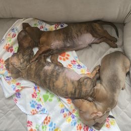 Dachshund Puppies from Bella’s Puppies