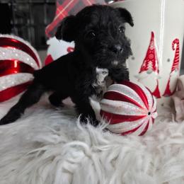Gizmo - Black male Miniature Schnauzer puppy in Titusville, Florida from Alysha's Grandbabies