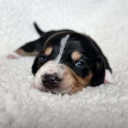 Toby - Black and tan male Dachshund puppy in Anaconda, Montana from Williams Family Dachshunds