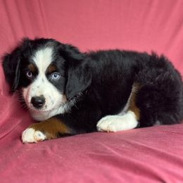 Tubby - Blue tri male Toy Australian Shepherd puppy in Milton Freewater, Oregon from Sparkling Cross Toy & Mini Aussies
