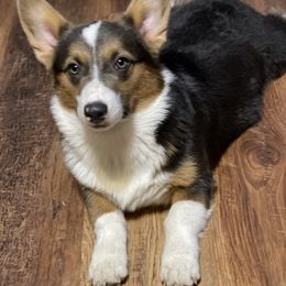 Bruts - Pembroke Welsh Corgi