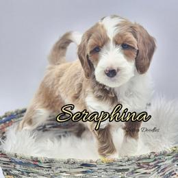 Seraphina - Parti female Goldendoodle puppy in Humboldt, Minnesota from Sister Doodles