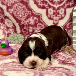 Purple girl - White and liver female English Springer Spaniel puppy in Cleburne, Texas from Powers English Springer Spaniels