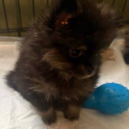 Star - Black female Pomeranian puppy in Texas from Tiny Tornado Poms