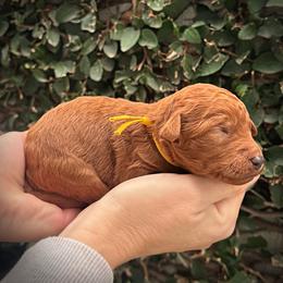 Yellow Collar Girl - Red  male Poodle puppy in Modesto, California from Dry Creek Poodles