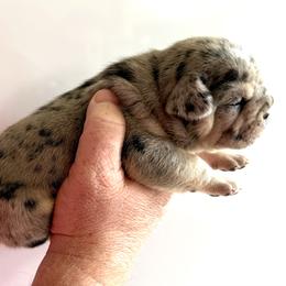 Oreo - Tricolors female French Bulldog puppy in Zionsville, Indiana from Midwest Bulldogs