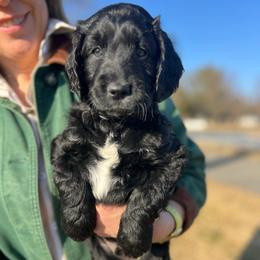 Oak - Black male Goldendoodle puppy in Lancaster, Pennsylvania from Doodles in the Skye