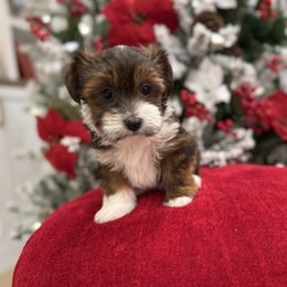 Holly - Red sable female Havanese puppy in South Jordan, Utah from Lady Paws Puppies - Cassie