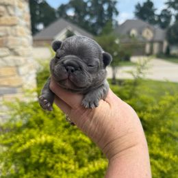 Compton  yellow collar boy - Blue male French Bulldog puppy in Willis, Texas from Grandiose Frenchies