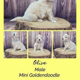 Olive - Apricot male Goldendoodle puppy in Grabill, Indiana from Rose's Doodles