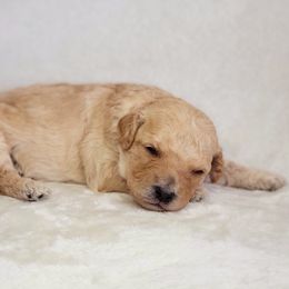 Goldendoodle Puppies from Lake Village Doodles