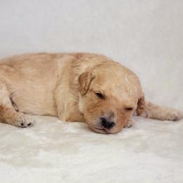 Goldendoodle Puppies from Lake Village Doodles