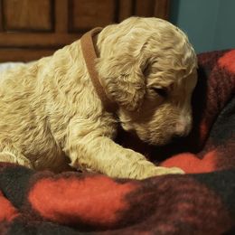 Golden Retriever and Goldendoodle Puppies from Penny Doodles